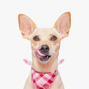 Grooming Pet Wipes