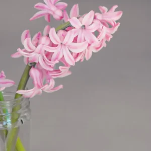 Flower Plant