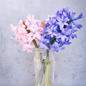 Scented Plant
